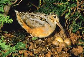 Attēlu rezultāti vaicājumam “Scolopax rusticola nest”