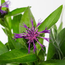 Attēlu rezultāti vaicājumam “Libanotis montana flower”