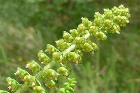 Attēlu rezultāti vaicājumam “Ambrosia artemisiifolia”