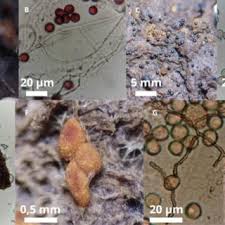 Attēlu rezultāti vaicājumam “Symphytocarpus impexus spores”