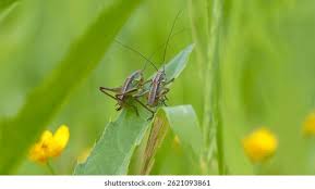 Attēlu rezultāti vaicājumam “Tettigoniodea”