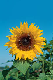 Image result for Sonnenblume