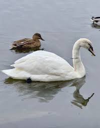 Image result for South Yorkshire Swans