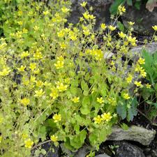 Attēlu rezultāti vaicājumam “Saxifraga cymbalaria flower”