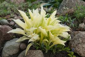 Image result for Hosta White Feather