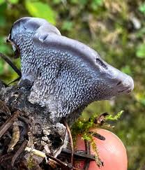 Attēlu rezultāti vaicājumam “Phellodon niger”