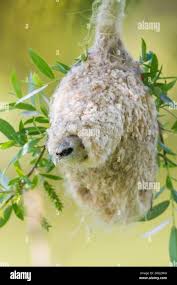 Attēlu rezultāti vaicājumam “Remiz pendulinus adult”