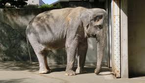 Image result for sad elephant