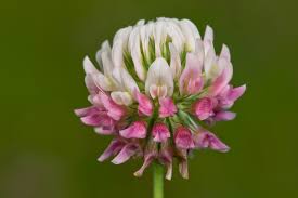 Attēlu rezultāti vaicājumam “Trifolium hybridum flower”