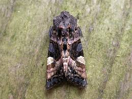 Attēlu rezultāti vaicājumam “Euplexia lucipara”