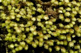 Attēlu rezultāti vaicājumam “Scapania mucronata”