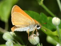 Attēlu rezultāti vaicājumam “Thymelicus sylvestris underside”
