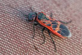 Attēlu rezultāti vaicājumam “Caenolyda reticulata”