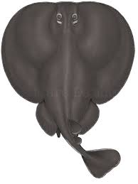 Image result for Tetronarce nobiliana