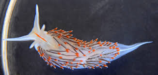 Attēlu rezultāti vaicājumam “Saelania glaucescens”