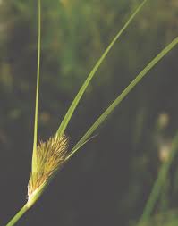 Attēlu rezultāti vaicājumam “Carex lepidocarpa fruit”