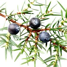 Attēlu rezultāti vaicājumam “Juniperus communis fruit”