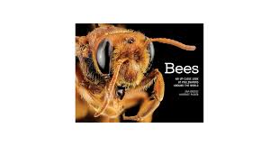 Image result for Boccia In Epsom & Ewell (Bees)