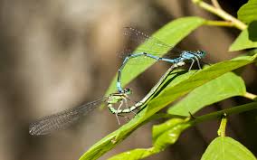 Attēlu rezultāti vaicājumam “Coenagrion puella”