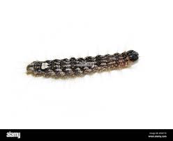 Attēlu rezultāti vaicājumam “Acronicta megacephala larva”