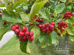 Attēlu rezultāti vaicājumam “Crataegus persimilis”