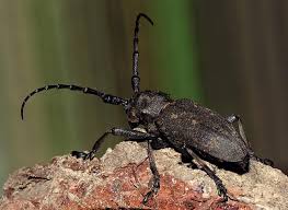 Attēlu rezultāti vaicājumam “Lamia textor”