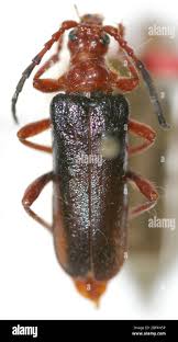 Attēlu rezultāti vaicājumam “Rhamnusium bicolor”