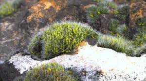 Attēlu rezultāti vaicājumam “Grimmia pulvinata sporophyte”