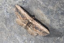 Attēlu rezultāti vaicājumam “Horisme vitalbata”