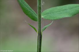Attēlu rezultāti vaicājumam “Lathyrus niger”