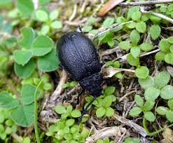 Attēlu rezultāti vaicājumam “Galeruca tanaceti”