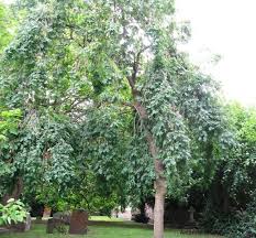 Attēlu rezultāti vaicājumam “Fraxinus excelsior Pendula female flower”