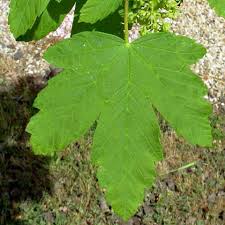 Attēlu rezultāti vaicājumam “Acer pseudoplatanus fo. purpurascens leaf”