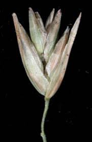 Attēlu rezultāti vaicājumam “Danthonia decumbens fruit”