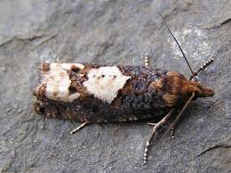 Attēlu rezultāti vaicājumam “Epinotia trigonella”