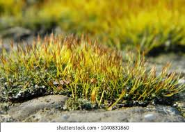 Attēlu rezultāti vaicājumam “Tortula muralis”