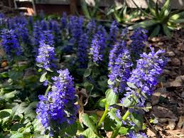 Attēlu rezultāti vaicājumam “Ajuga genevensis flower”