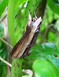 Attēlu rezultāti vaicājumam “Cucullia verbasci”