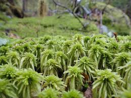 Attēlu rezultāti vaicājumam “Sphagnum russowii”