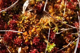 Attēlu rezultāti vaicājumam “Sphagnum austinii”