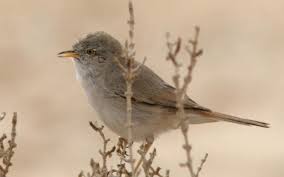 Image result for Sylvia nana