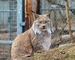 Afbeeldingsresultaat voor lynx