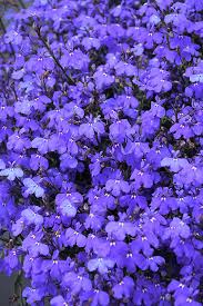 Image result for Lobelia erinus