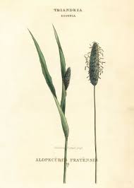 Attēlu rezultāti vaicājumam “Alopecurus pratensis”