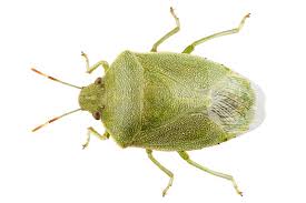 Attēlu rezultāti vaicājumam “Palomena prasina”