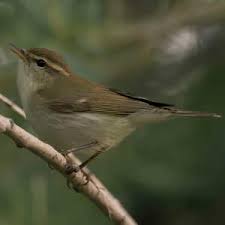 Attēlu rezultāti vaicājumam “Phylloscopus trochiloides adult”