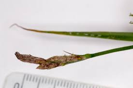 Attēlu rezultāti vaicājumam “Carex hirta female flower”
