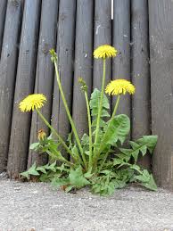 Attēlu rezultāti vaicājumam “Taraxacum officinale aggr. leaf”