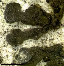 Attēlu rezultāti vaicājumam “Collema”