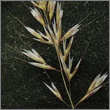 Attēlu rezultāti vaicājumam “Helictotrichon pubescens”